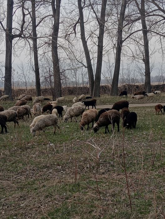 Козылы койлар сатылады