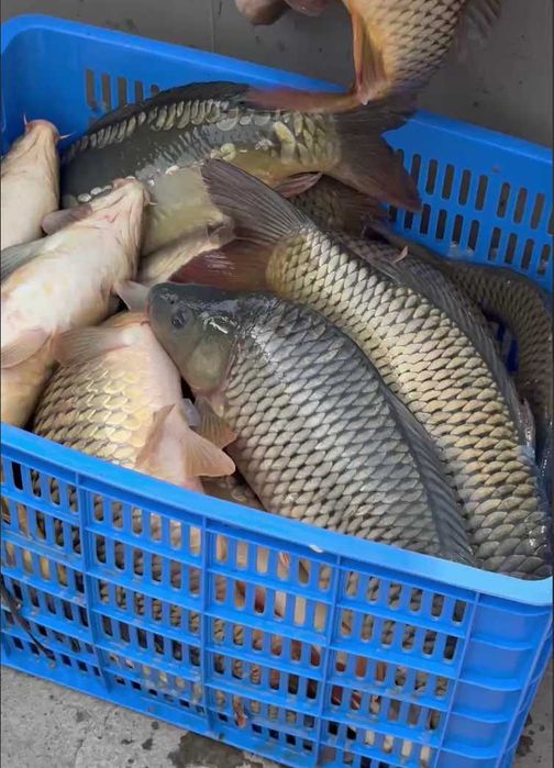 Живая рыба прямиком из хорезма, тирик балик сотилади