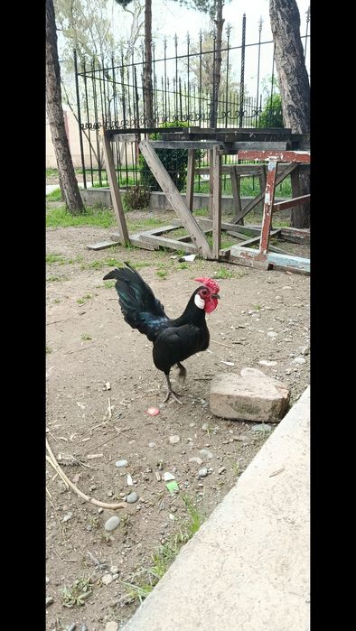 Xoʻroz sotiladi boliwi 250 min