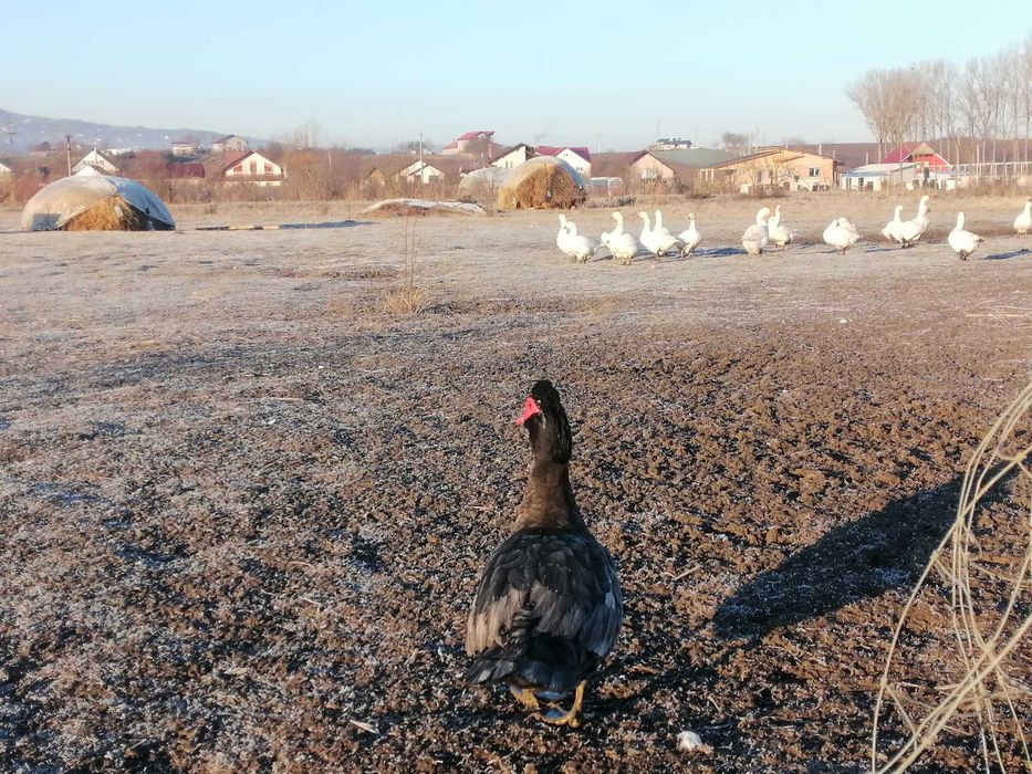 Rațe, diferite feluri, gâște, bibilici de vânzare. Iași