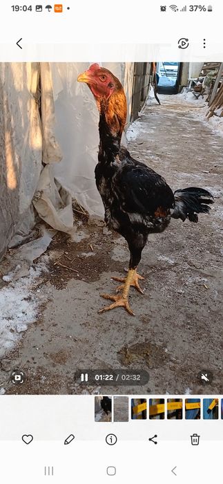 Петуха декана продам