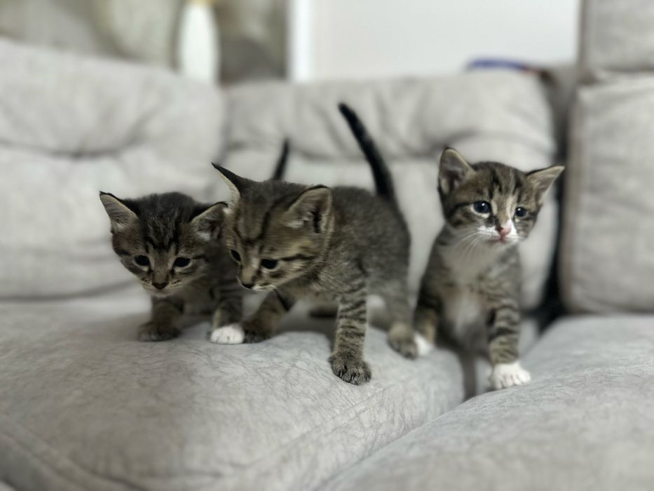 Отдадим в добрые руки котят
