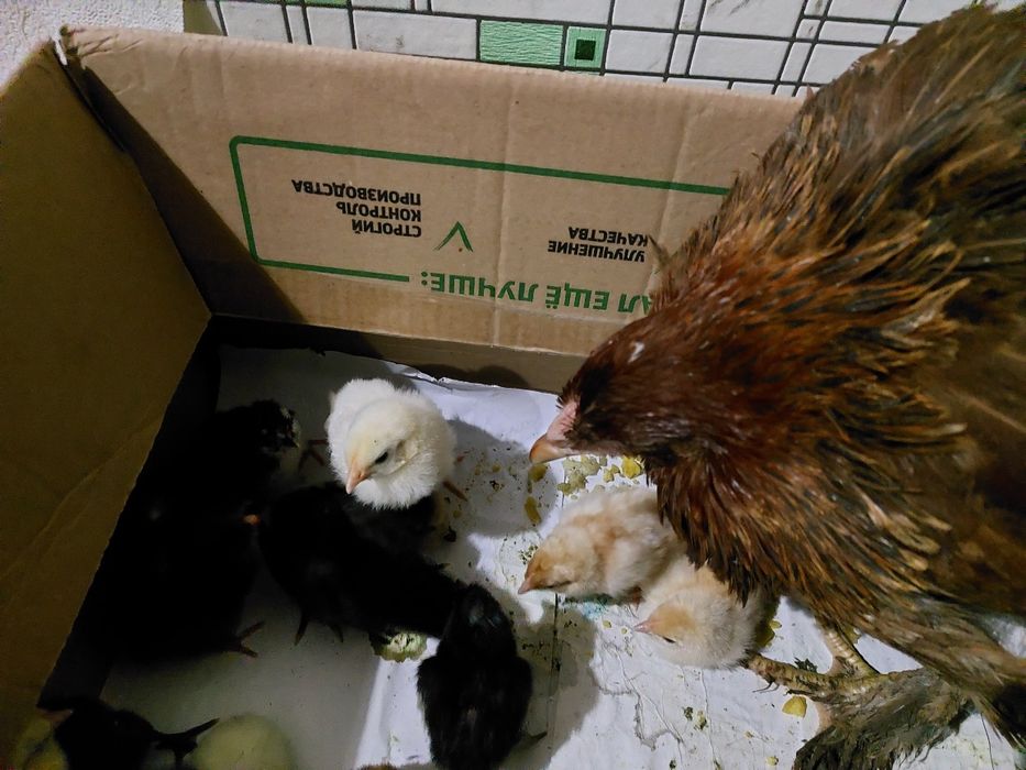 Продам домашних цыплят.