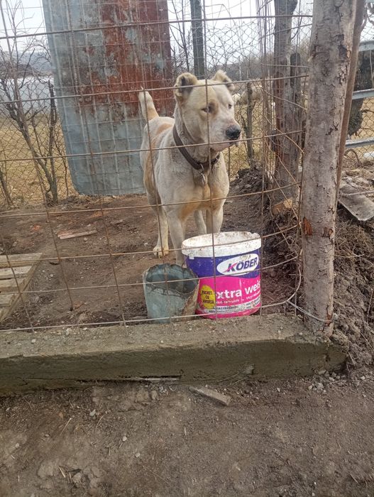 Ciobanesc de asia Centrală