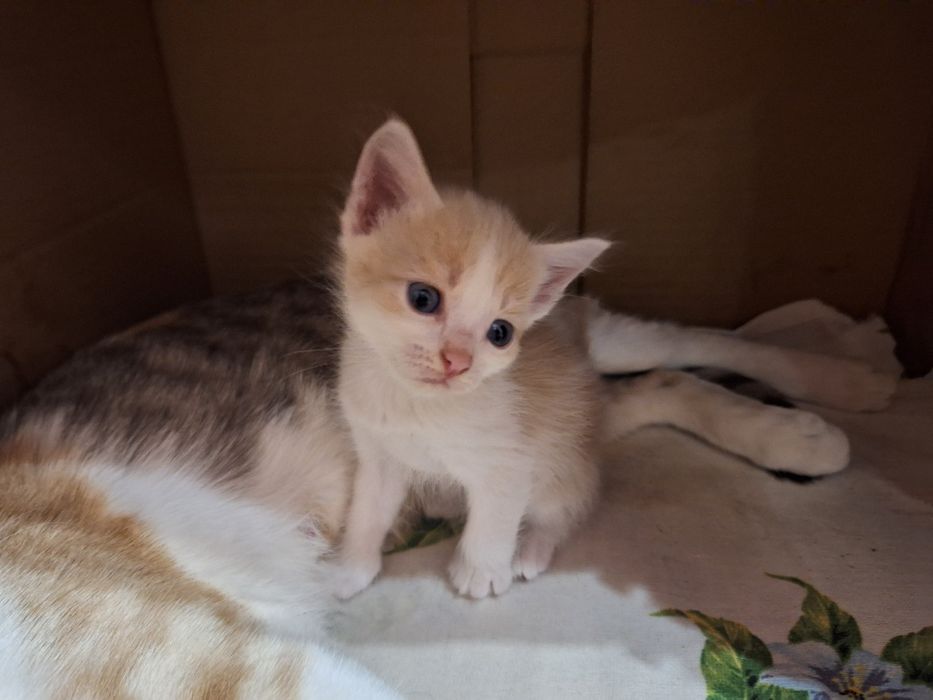 Отдам котят в добрые руки