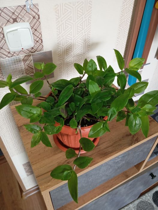 Продам цветы комнатные