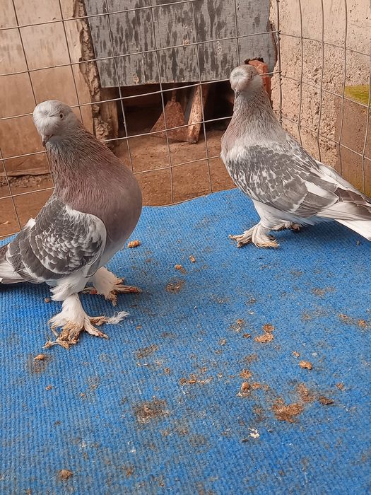 Мардини млади от тази година