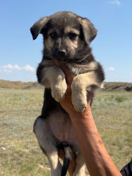 Отдам щенят в добрые руки