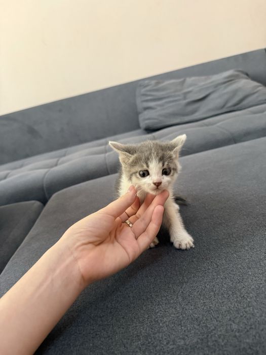 Котята бесплатно
