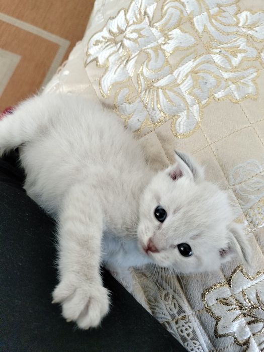 Шотландская Скоттиш фолд вислоухый