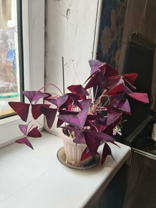 Комнатные растения