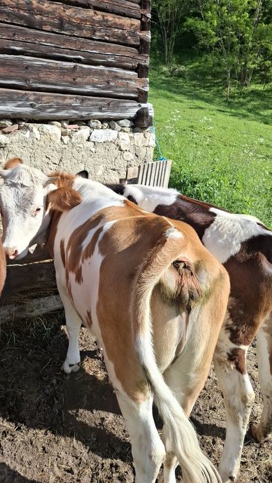 Juninci,vaci vârstă 1 an