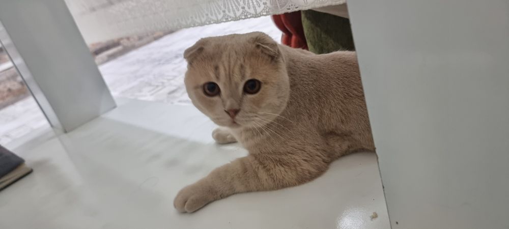 Породистый кот для вязки, шотландский, Локки