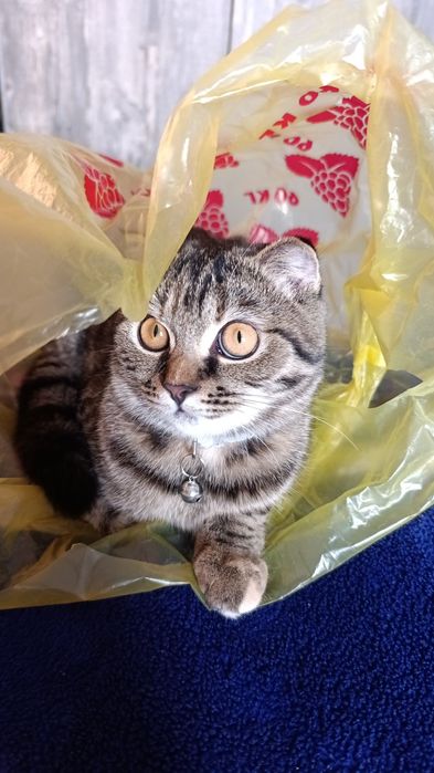 Срочно ищем жениха