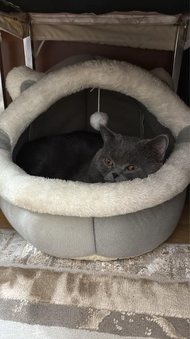 Кот британского происхождения