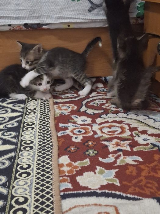 Мысықтың балдары