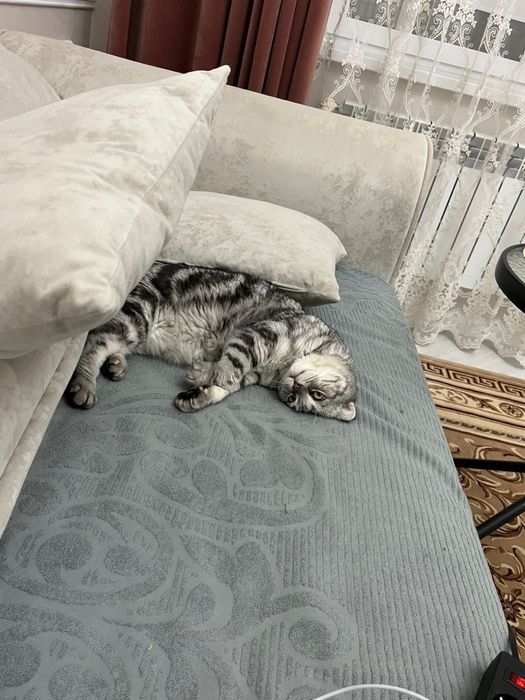 Отдам в добрые и хорошие руки