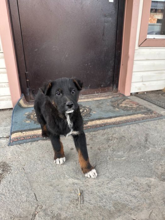 Щенок в добрые руки