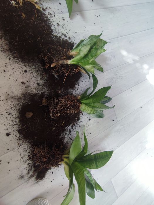 Ростки сансивьерии