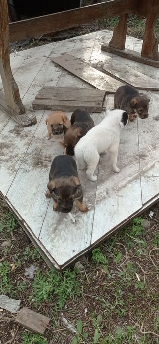 Отдам бесплатно щенков