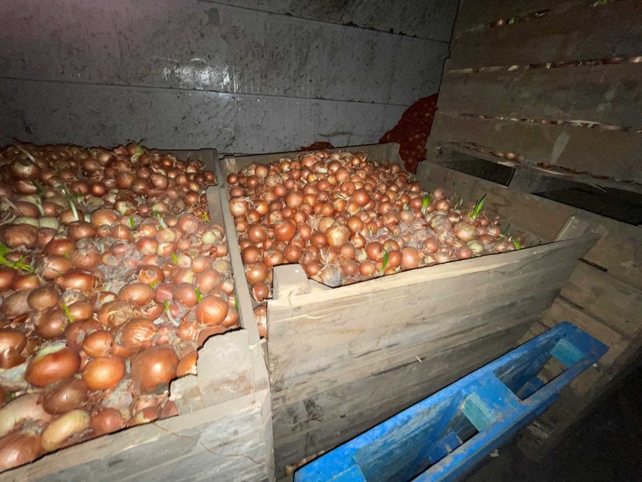 Ceapa , Morcov , Pastarnac