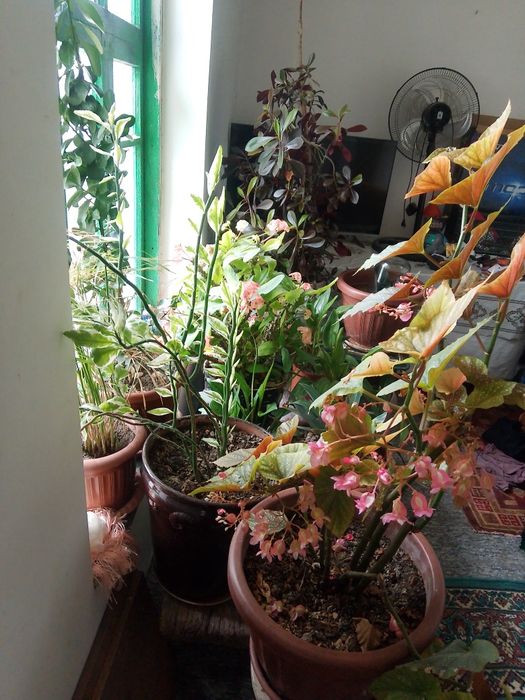 Gular tuvakda uy uchun honaki