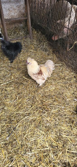 matasa japoneza 2024