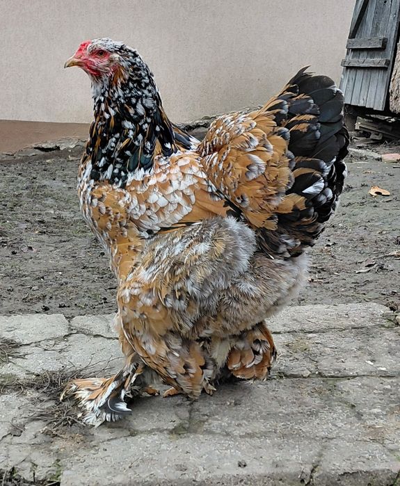 Disponibile gaini brahma