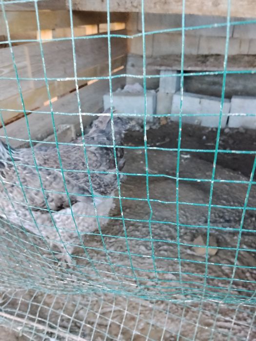 Продам курей породистый