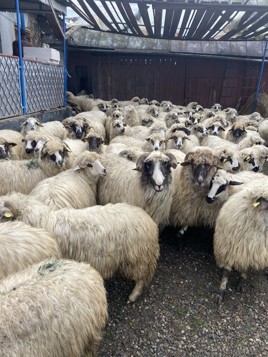 Oi si capre de vanzare