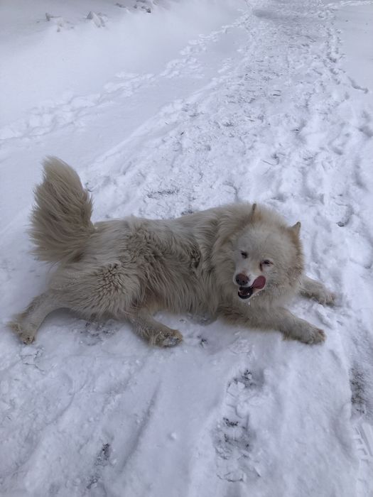 Пропала собака в Заречном