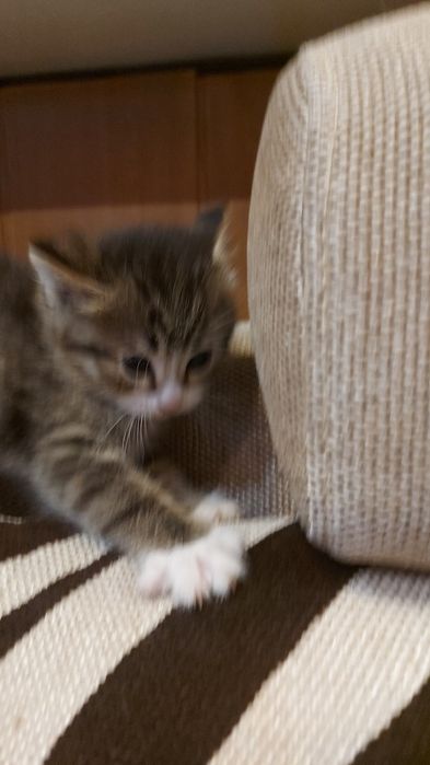 Котенок. Отдам котят.