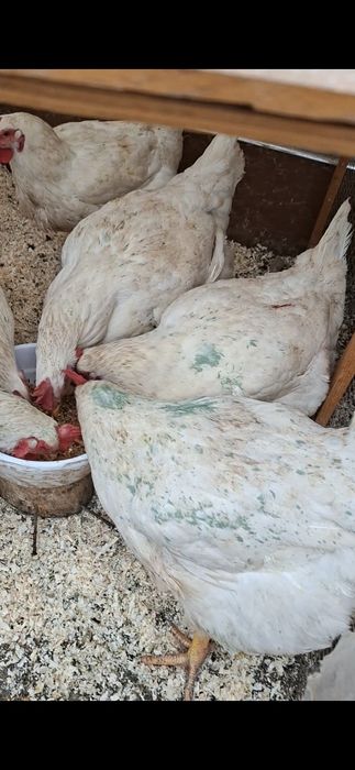 Броллер Товуклар Курицы 5,5- 6-кг