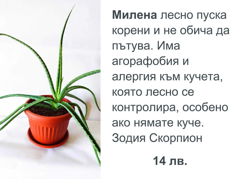 Алое Вера с характер