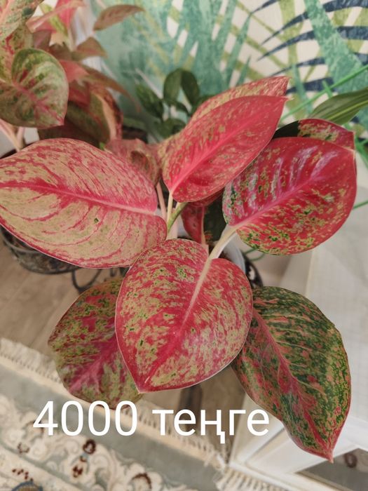 Цветы адаптировный