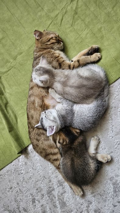 Котенок шотландской породы