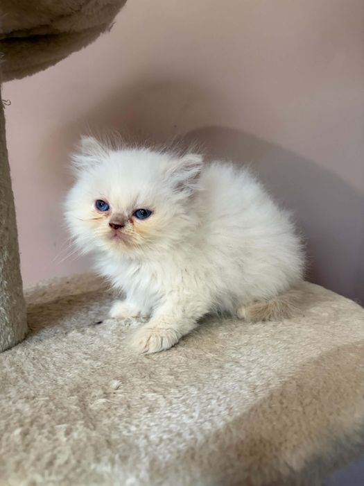 Персийско коте момченце