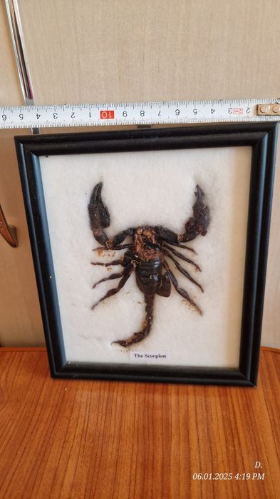 Scorpion natural