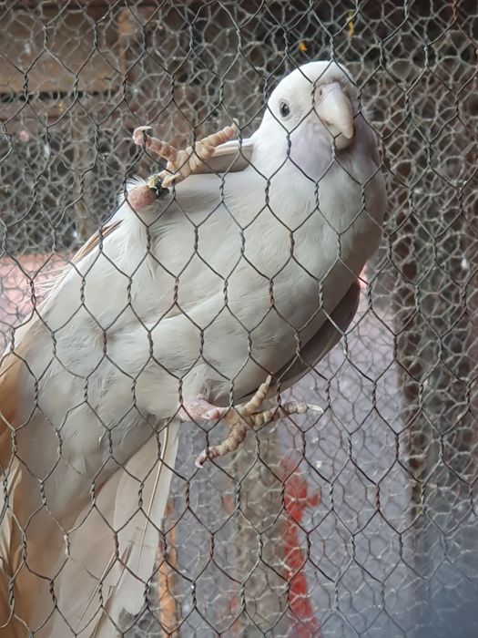 Продавам папагали