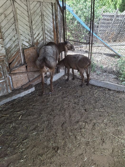 Кошкар арашан 1.5 года