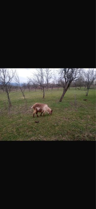 Vând capre pentru tăiere