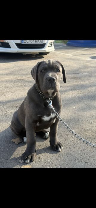 Cane Corso