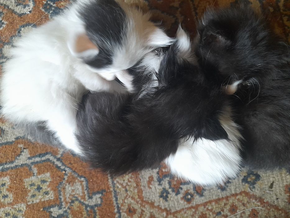 Котята ищут новый дом