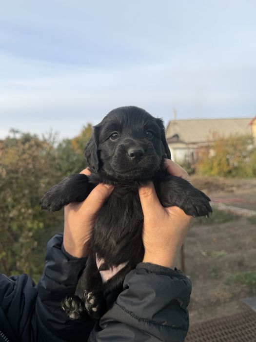 Продам щенков спаниеля