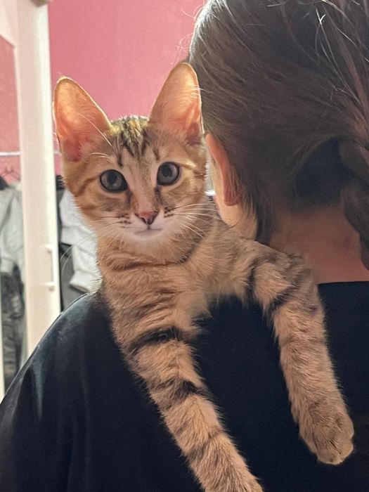 Кошечка в добрые руки
