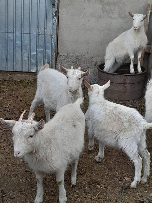 Ұрғашы тушалар сатылады