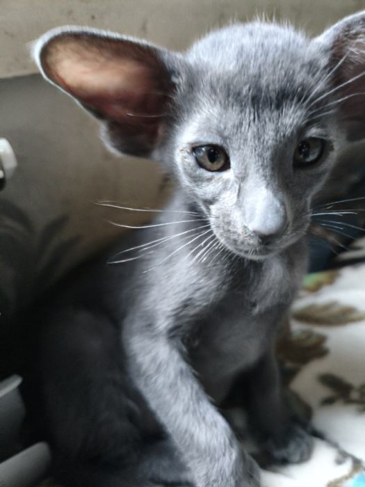 Ориентальные котята