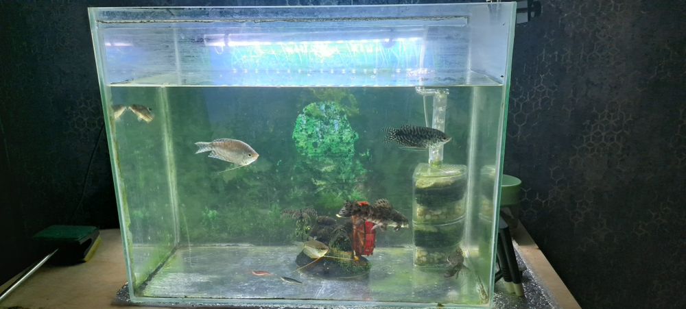 Аквариум продажа