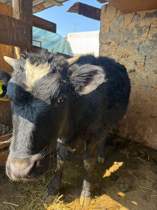 350000 договорная