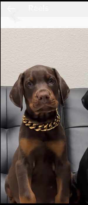 Pui doberman maro